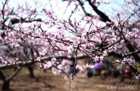 催桃花運|旺桃花運的五大民間秘術，讓愛情快速降臨 